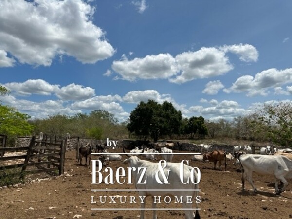 photo 17 Sudzal carretera a Tzalam, Km 7 